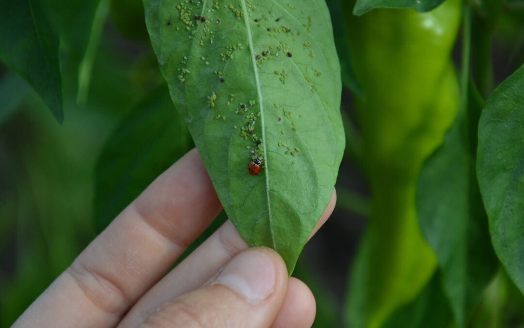 Smart Biocontrol Management: Tracking Effectiveness to Protect Your Investment